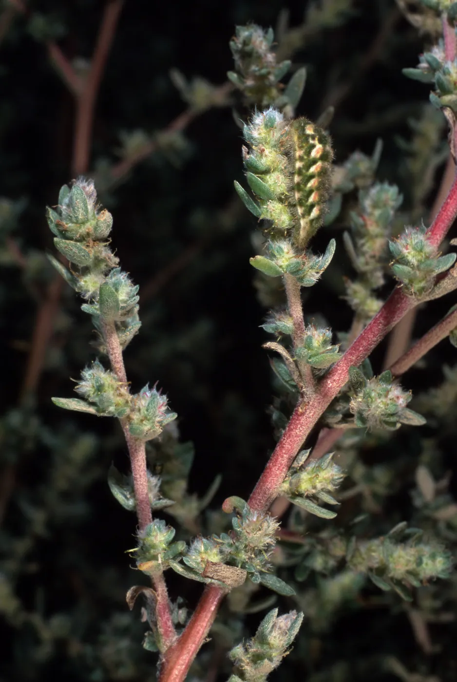 Bassia hyssopifolia, w/caterpillar, metric site/Beach Road, San Nicolas Island