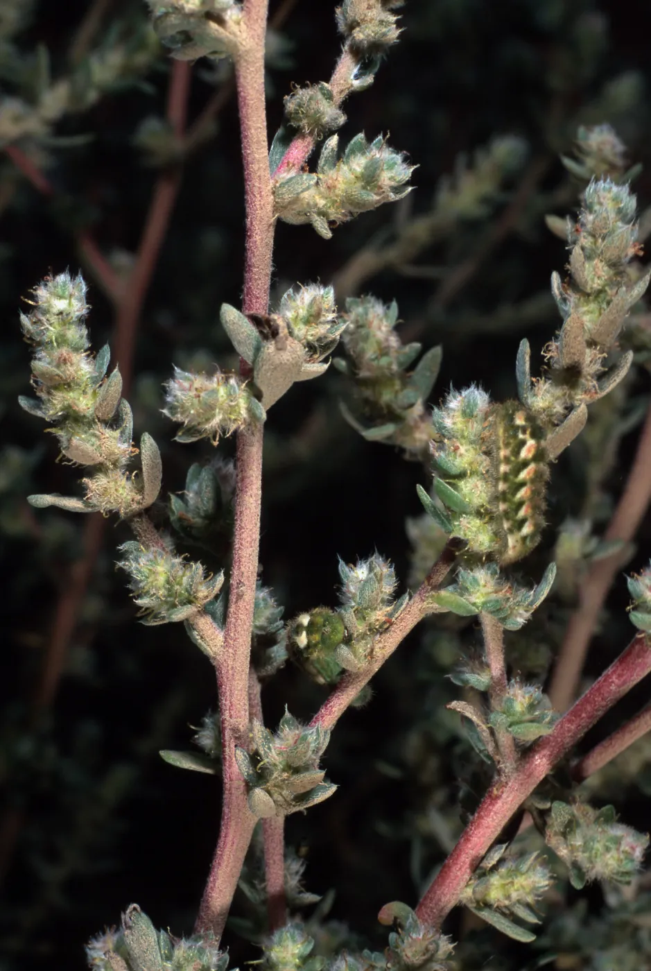 Bassia hyssopifolia, w/caterpillars, metric site/Beach Road, San Nicolas Island