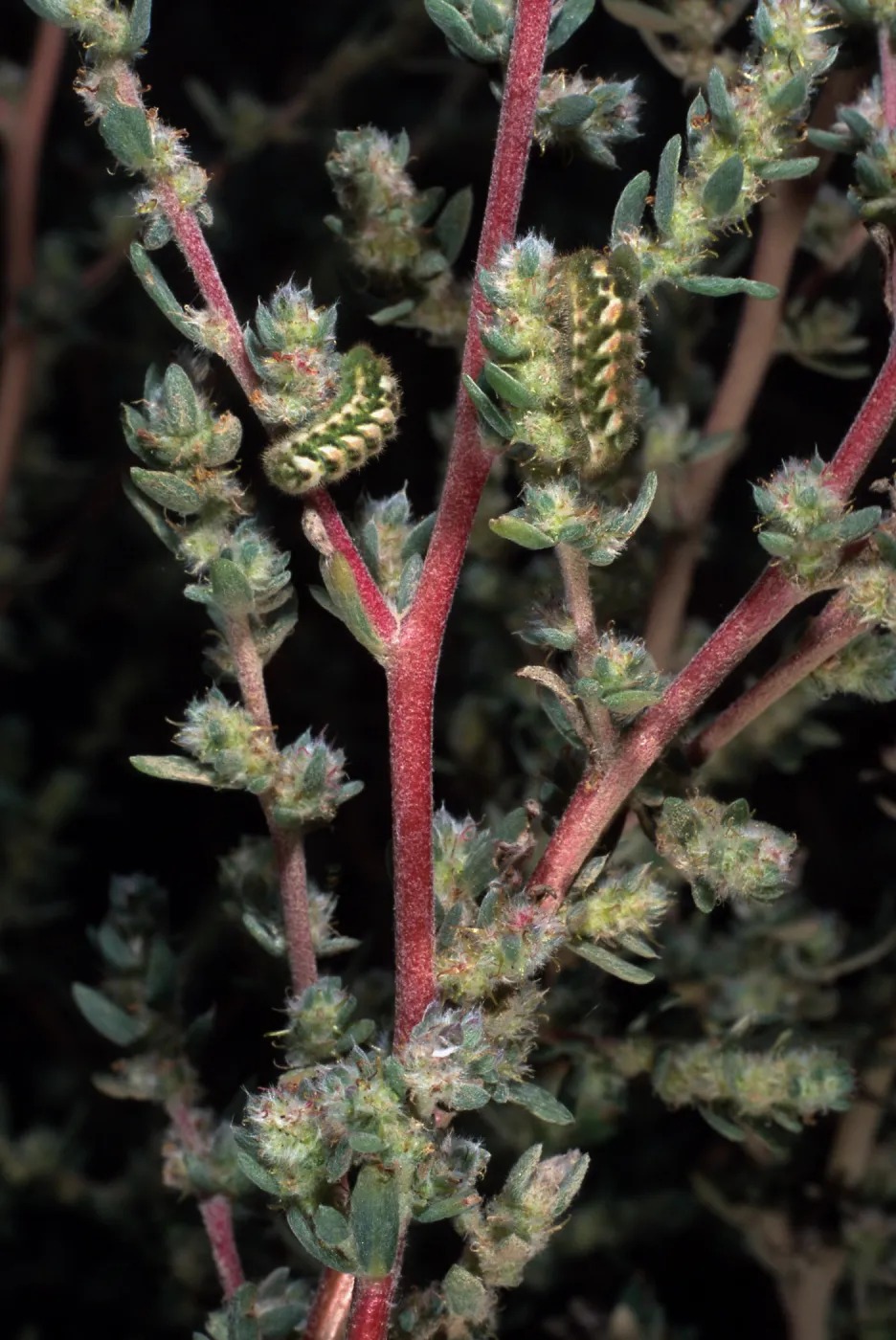 Bassia hyssopifolia, w/caterpillars, metric site/Beach Road, San Nicolas Island