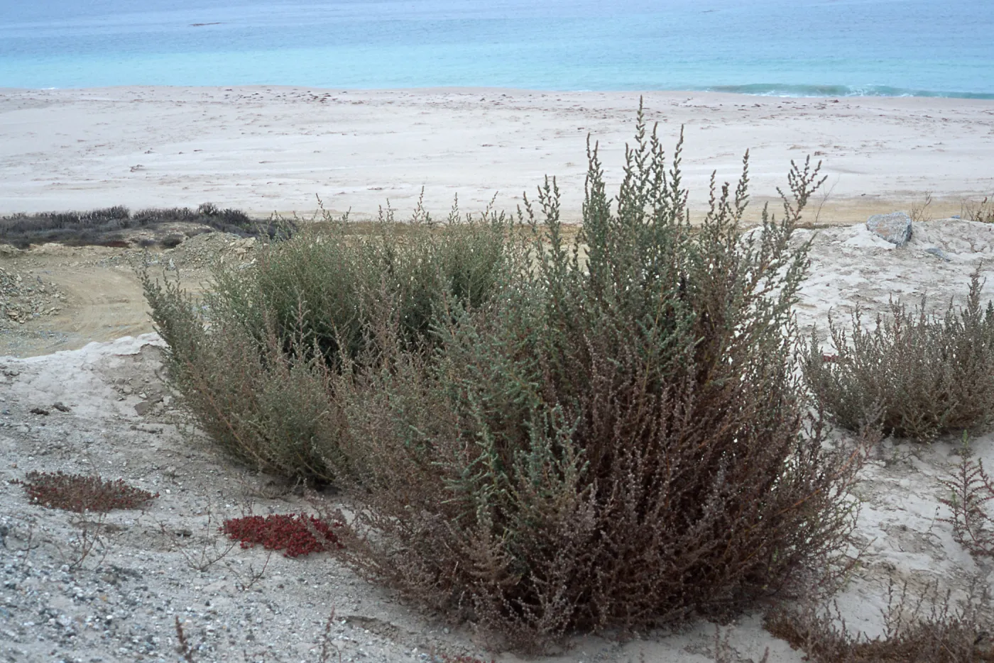 Bassia hyssopifolia, metric site on Beach Road, San Nicolas Island