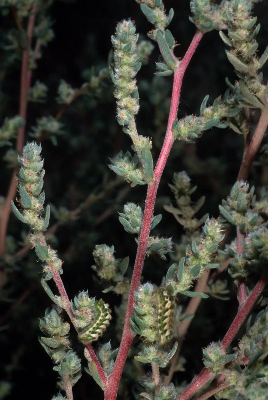 Bassia hyssopifolia w/caterpillars, metric site/Beach Road, San Nicolas Island
