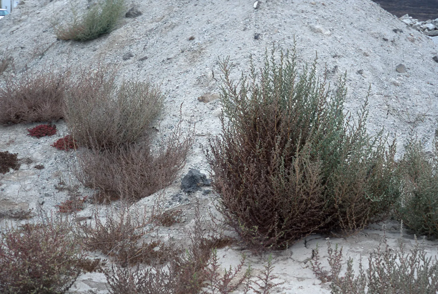 Bassia hyssopifolia, metric site/Beach Road, San Nicolas Island