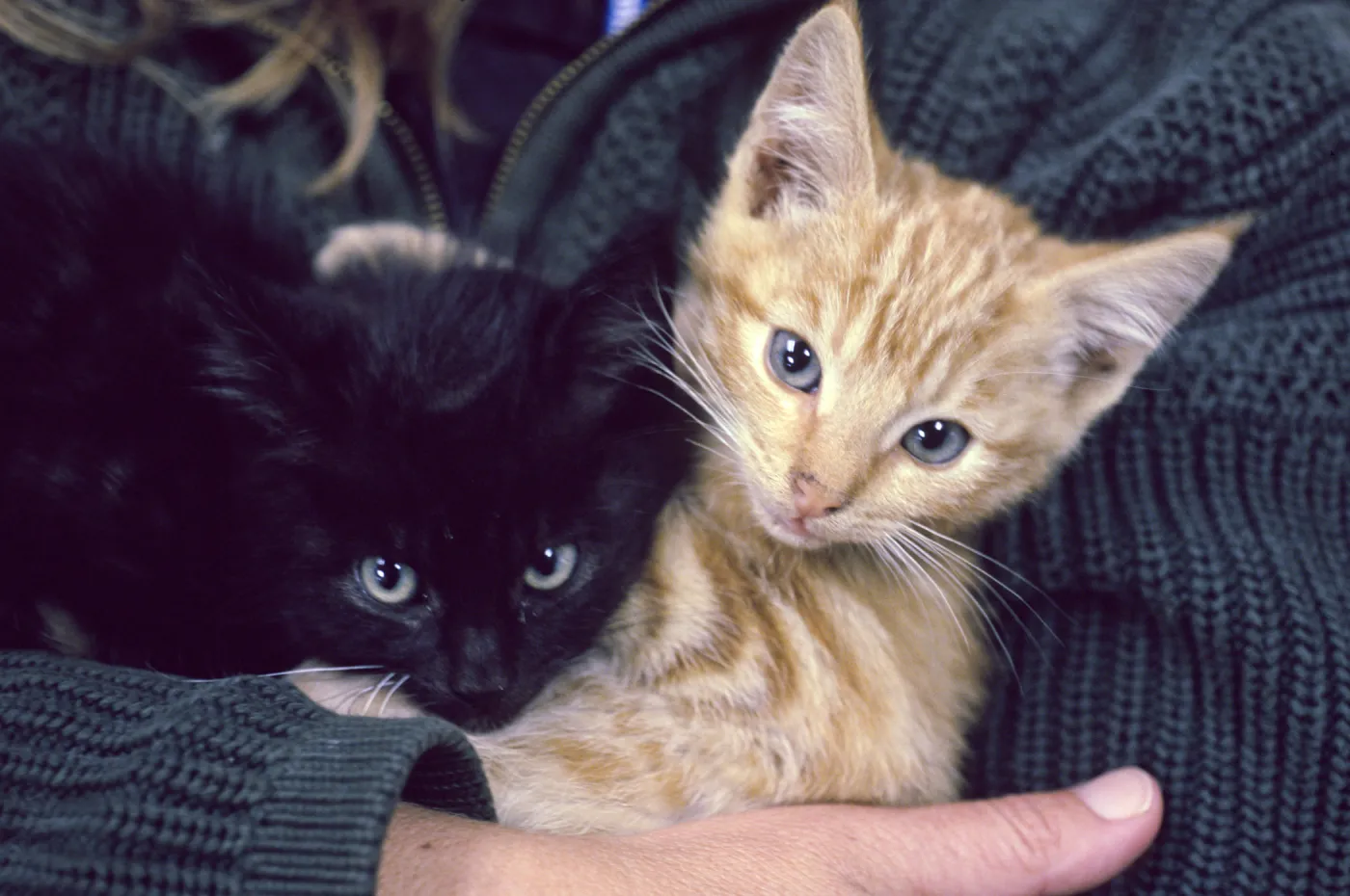 kittens, San Nicolas Island