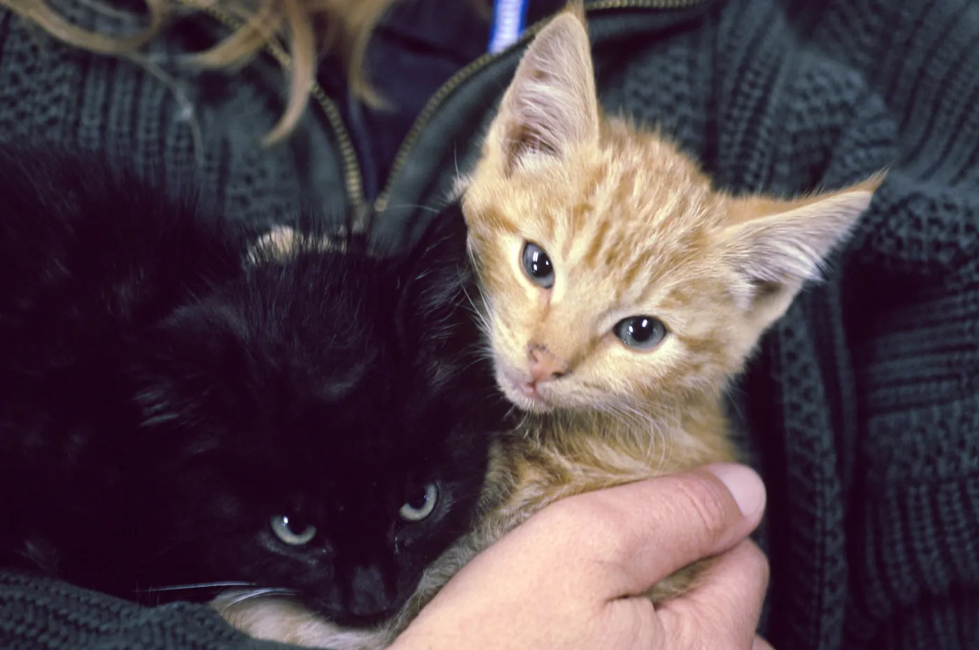 kittens, San Nicolas Island