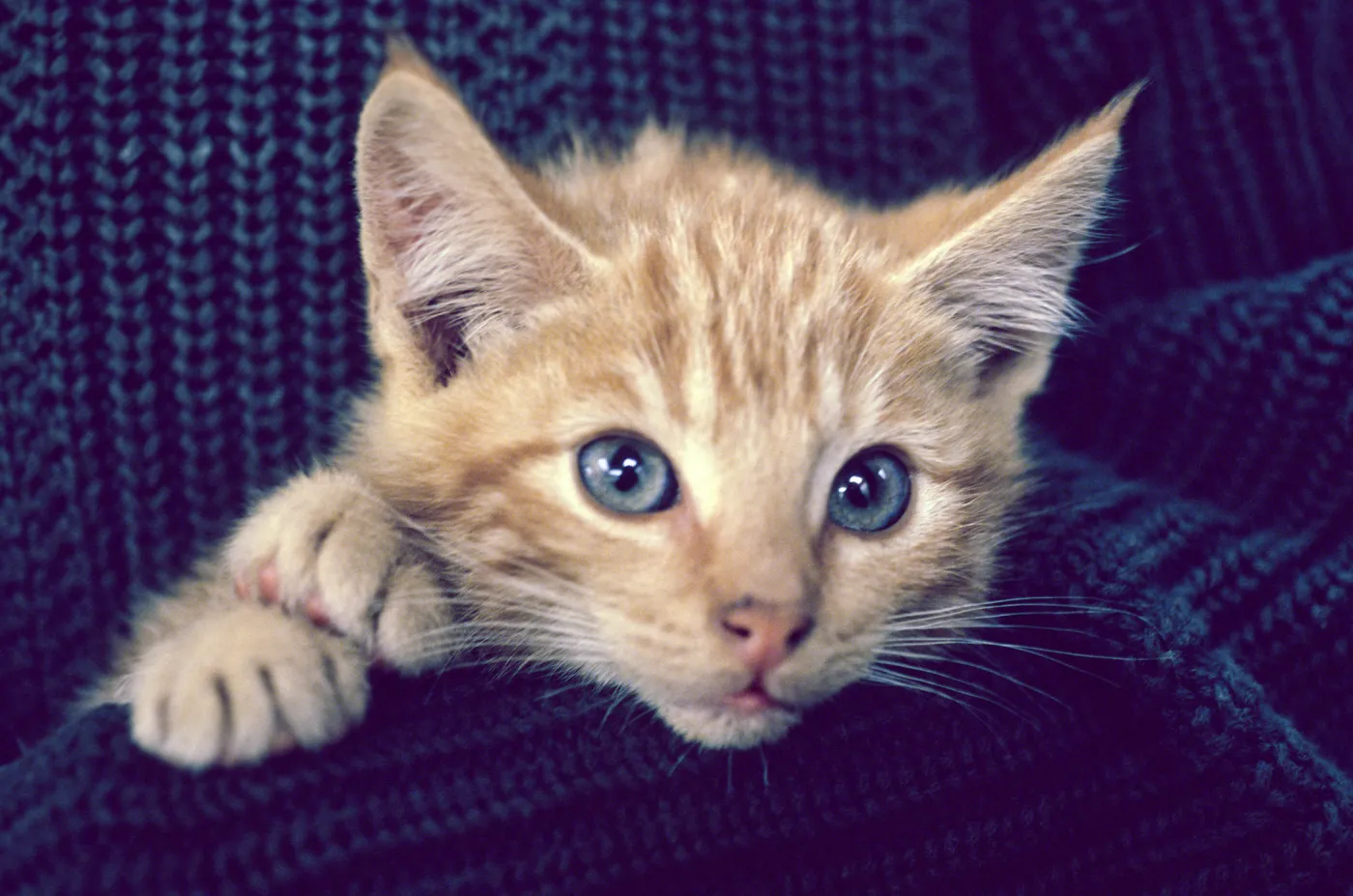 kitten, San Nicolas Island