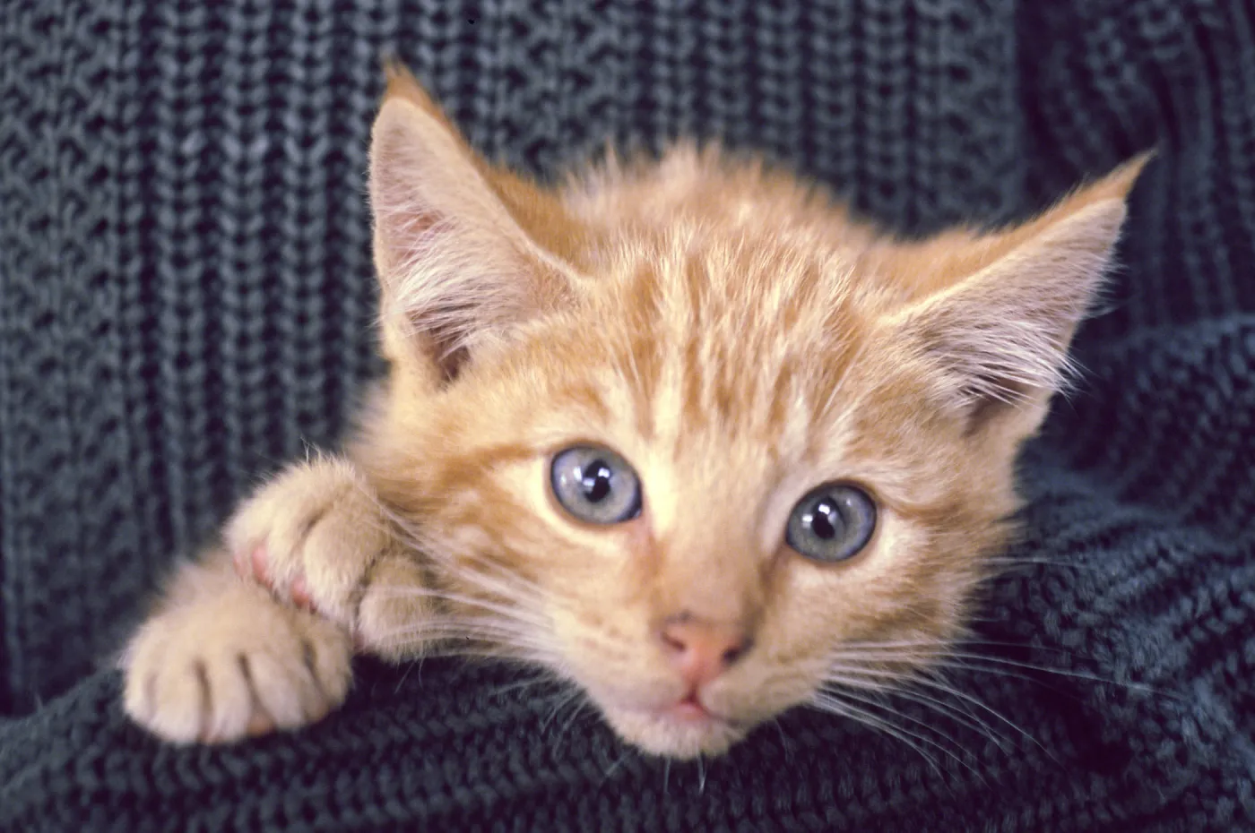 kitten, San Nicolas Island