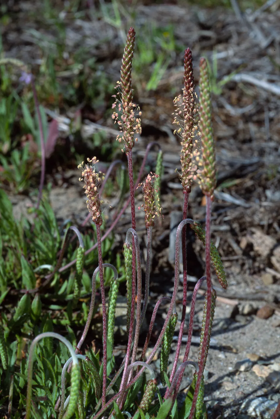 Plantago coronopus, San Nicolas Island