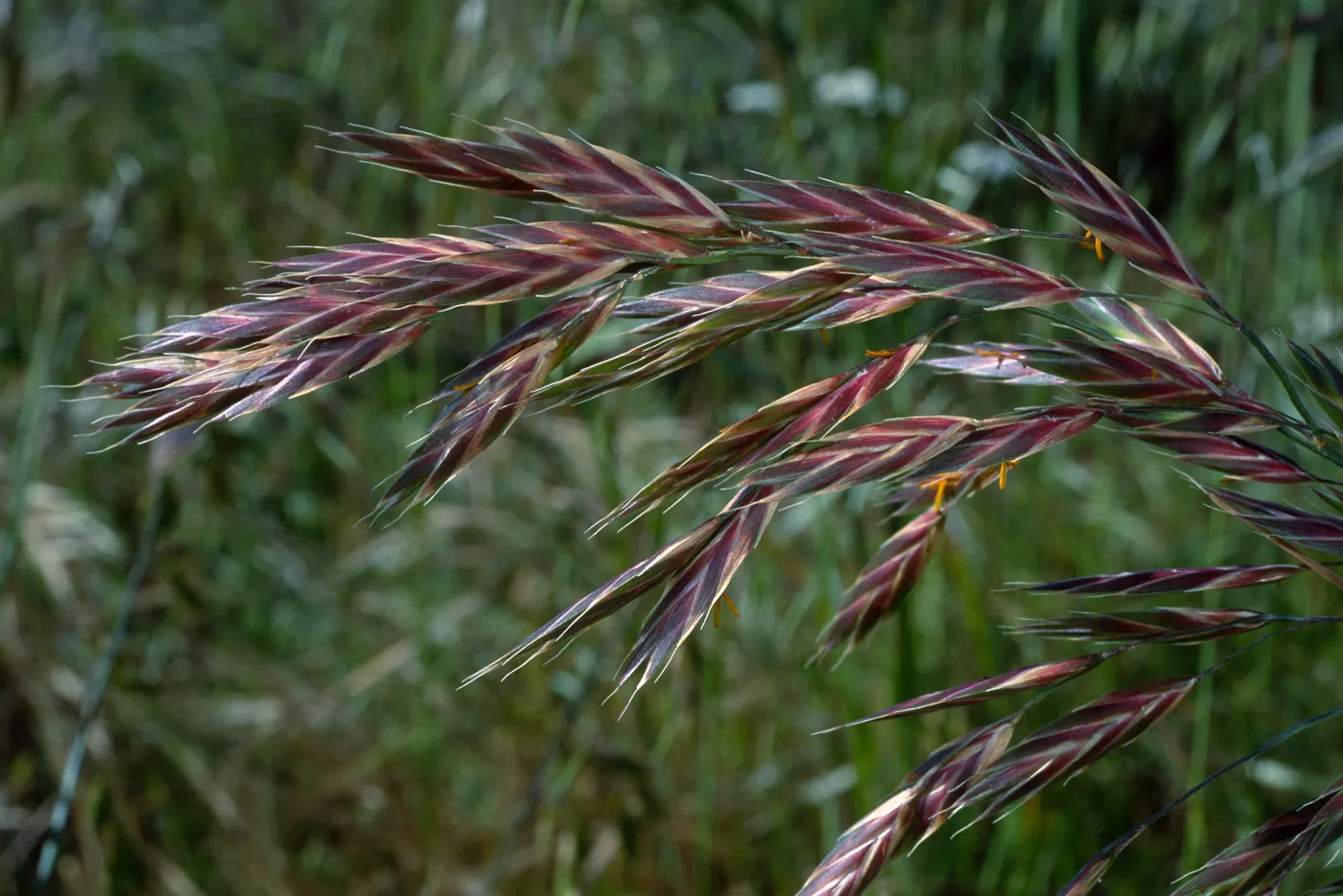 Bromus catharticus, Nicktown, San Nicolas Island