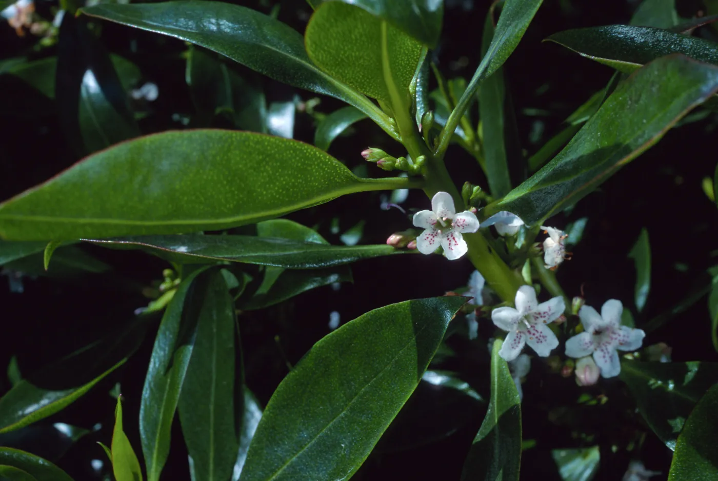 Myoporum, Nicktown, San Nicolas Island