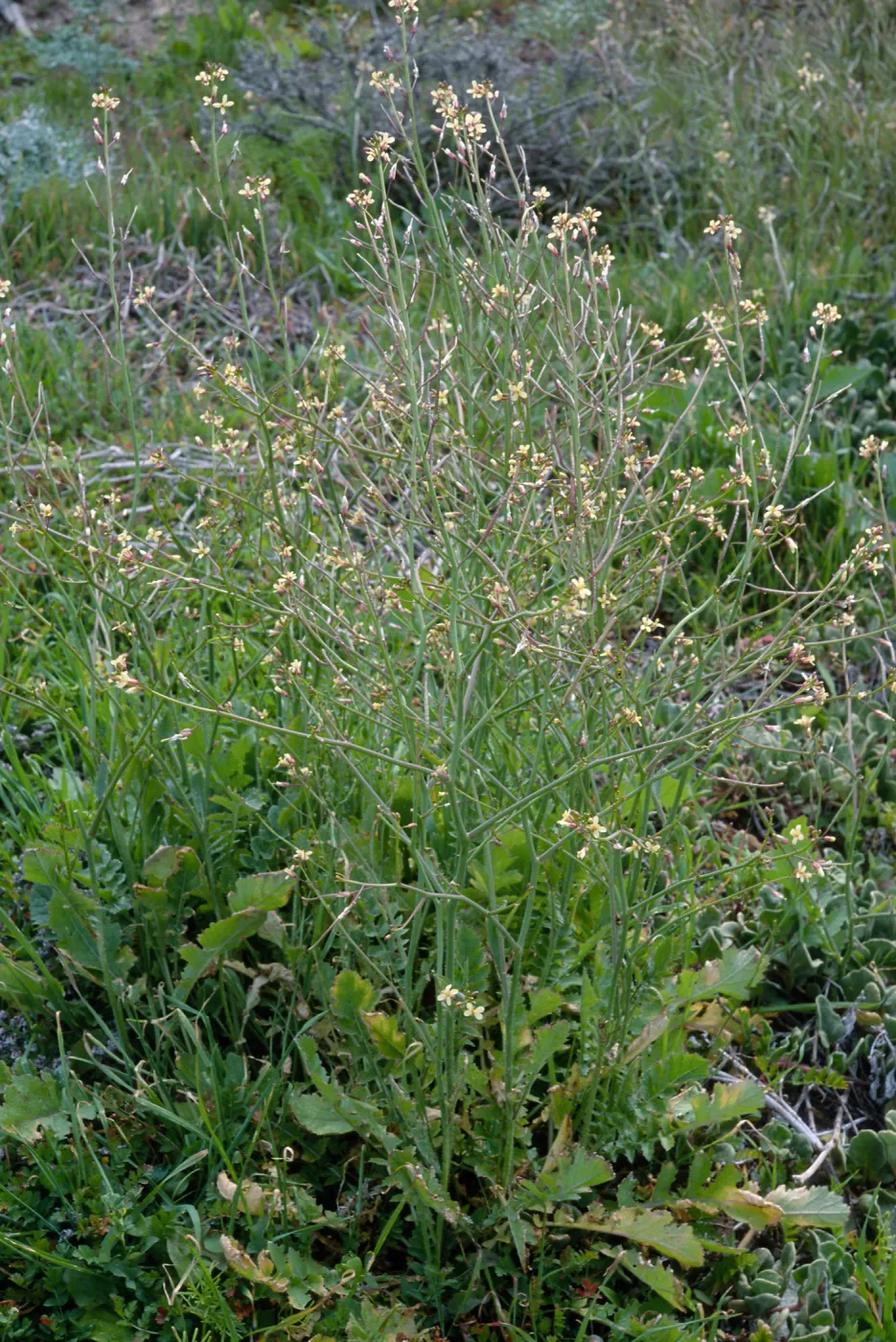 Brassica tournefortii, near Balloon Launch Building, San Nicolas Island