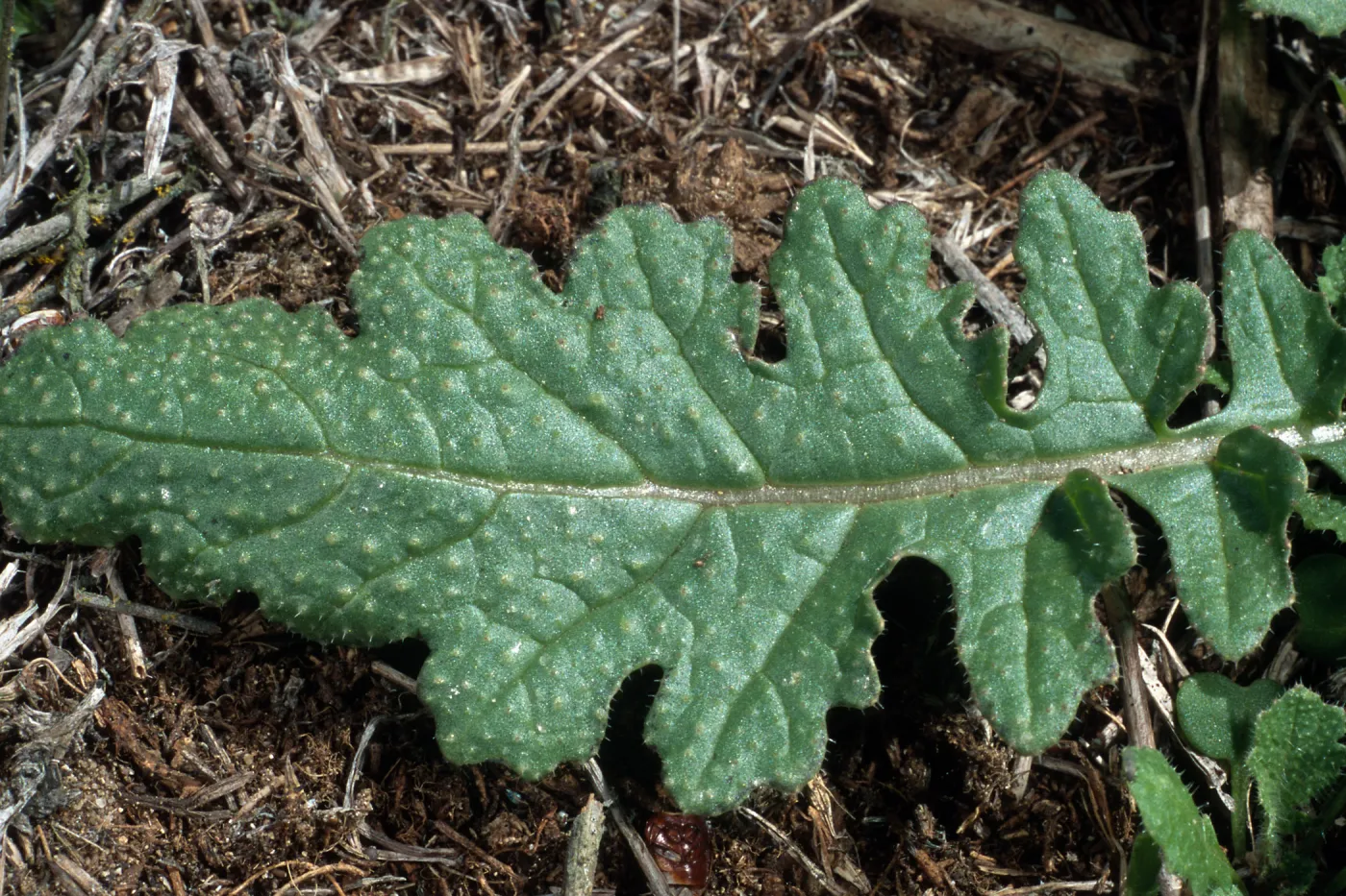 Brassica tournefortii leaf, San Nicolas Island
