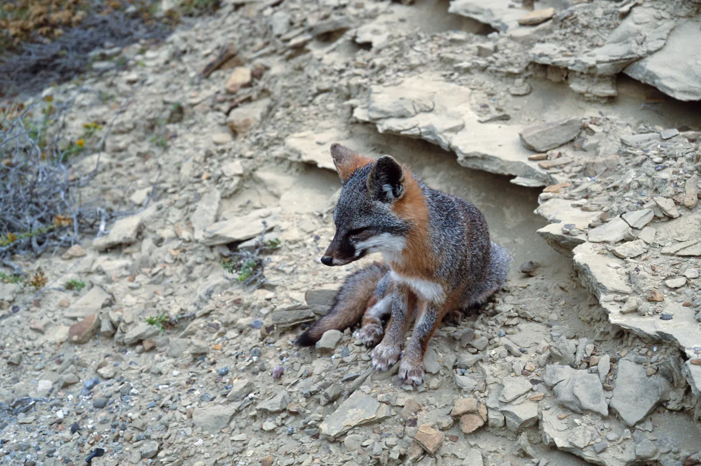 island fox, base of NAVFAC grade, San Nicolas Island
