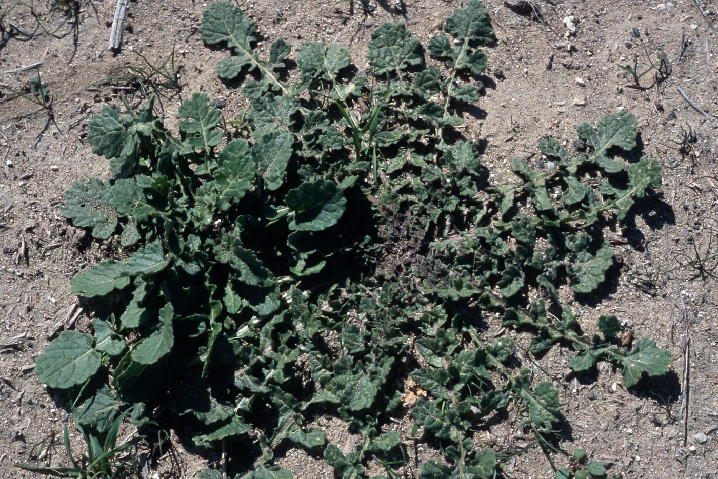 Hirschfeldia incana, San Nicolas Island