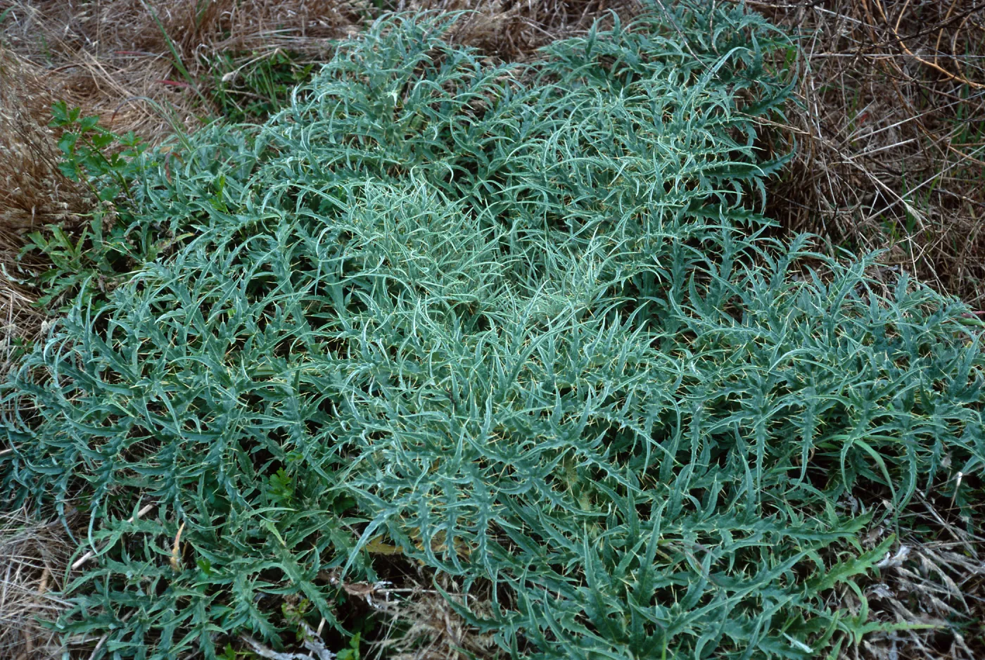Cynara, wells area on Tufts Road, San Nicolas Island