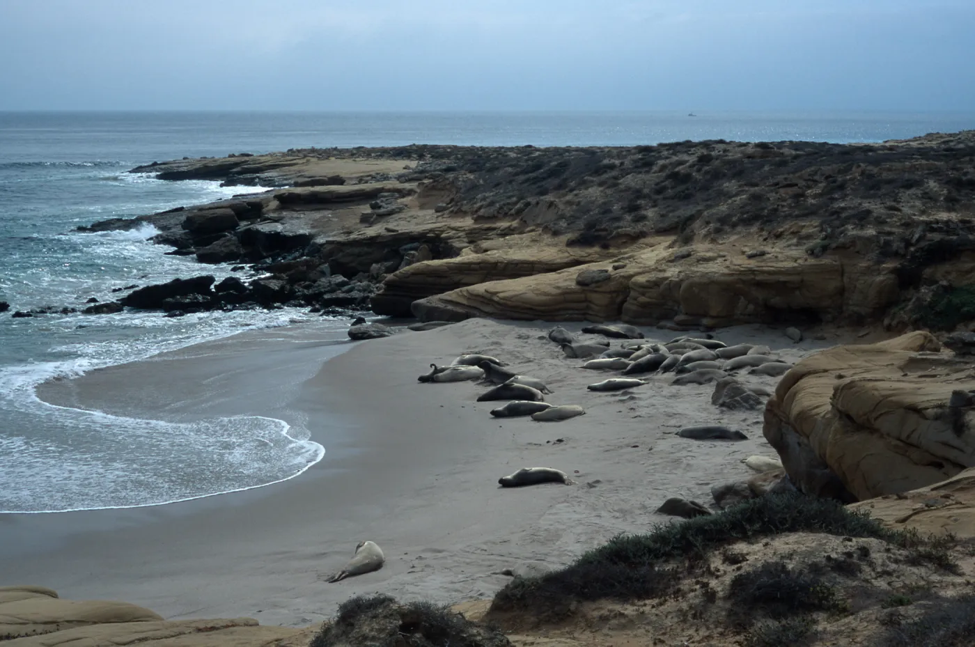 Elephant Seals, beach South of sandspit, San Nicolas Island