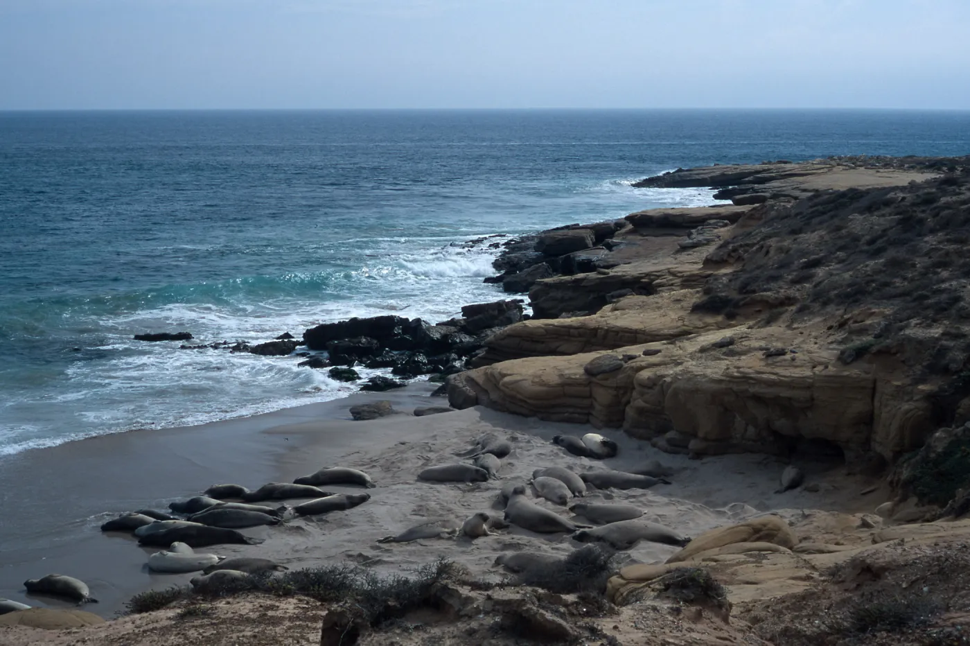 Elephant Seals, beach South of sandspit, San Nicolas Island