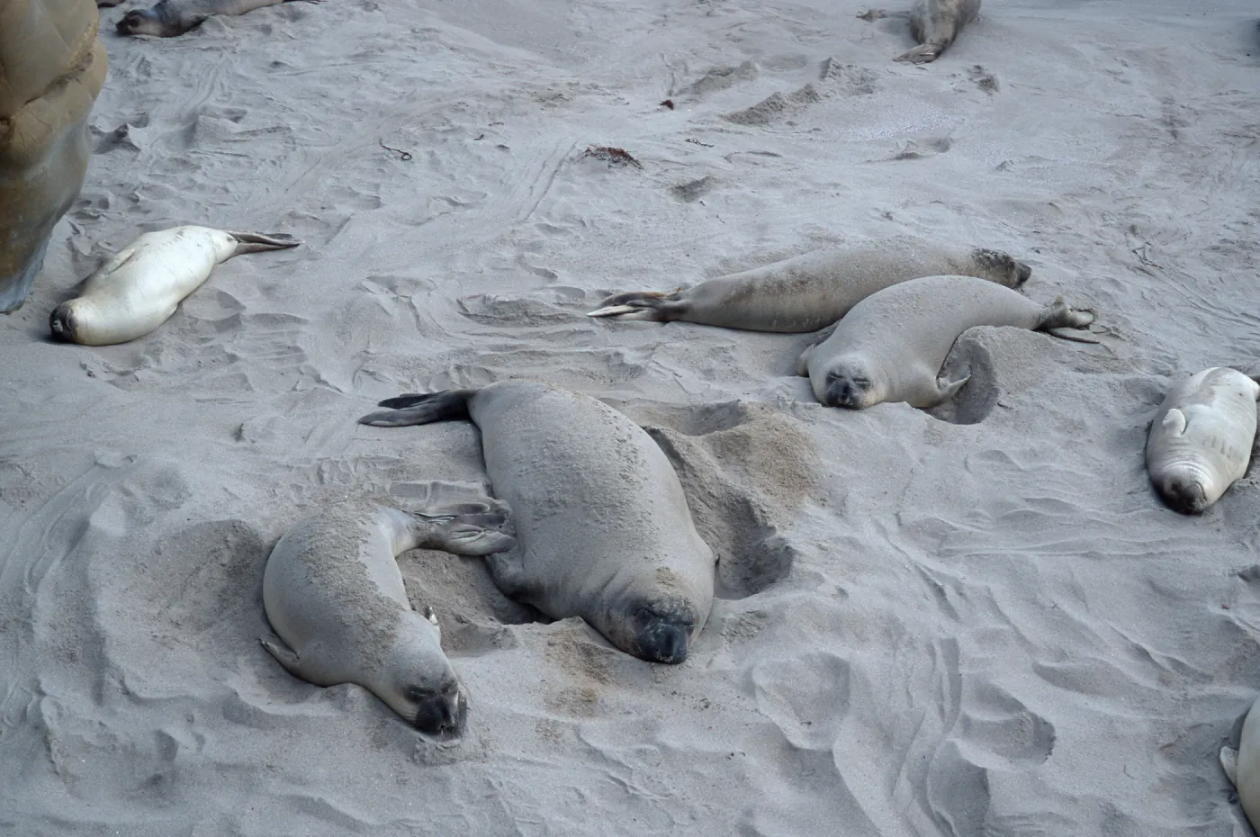 Elephant Seals, beach South of sandspit, San Nicolas Island