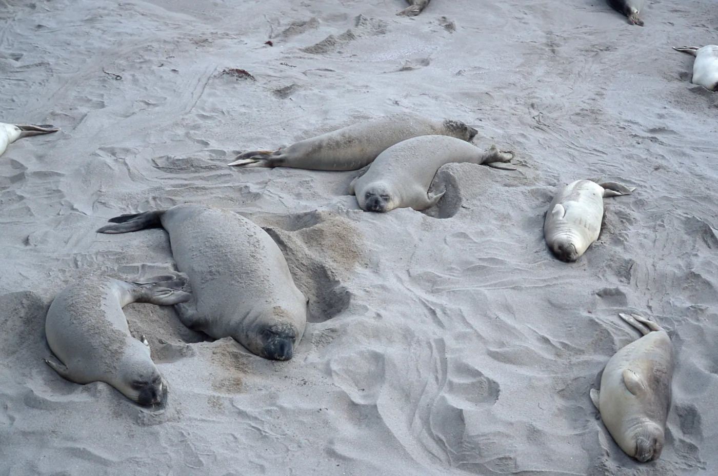 Elephant Seals, beach South of sandspit, San Nicolas Island