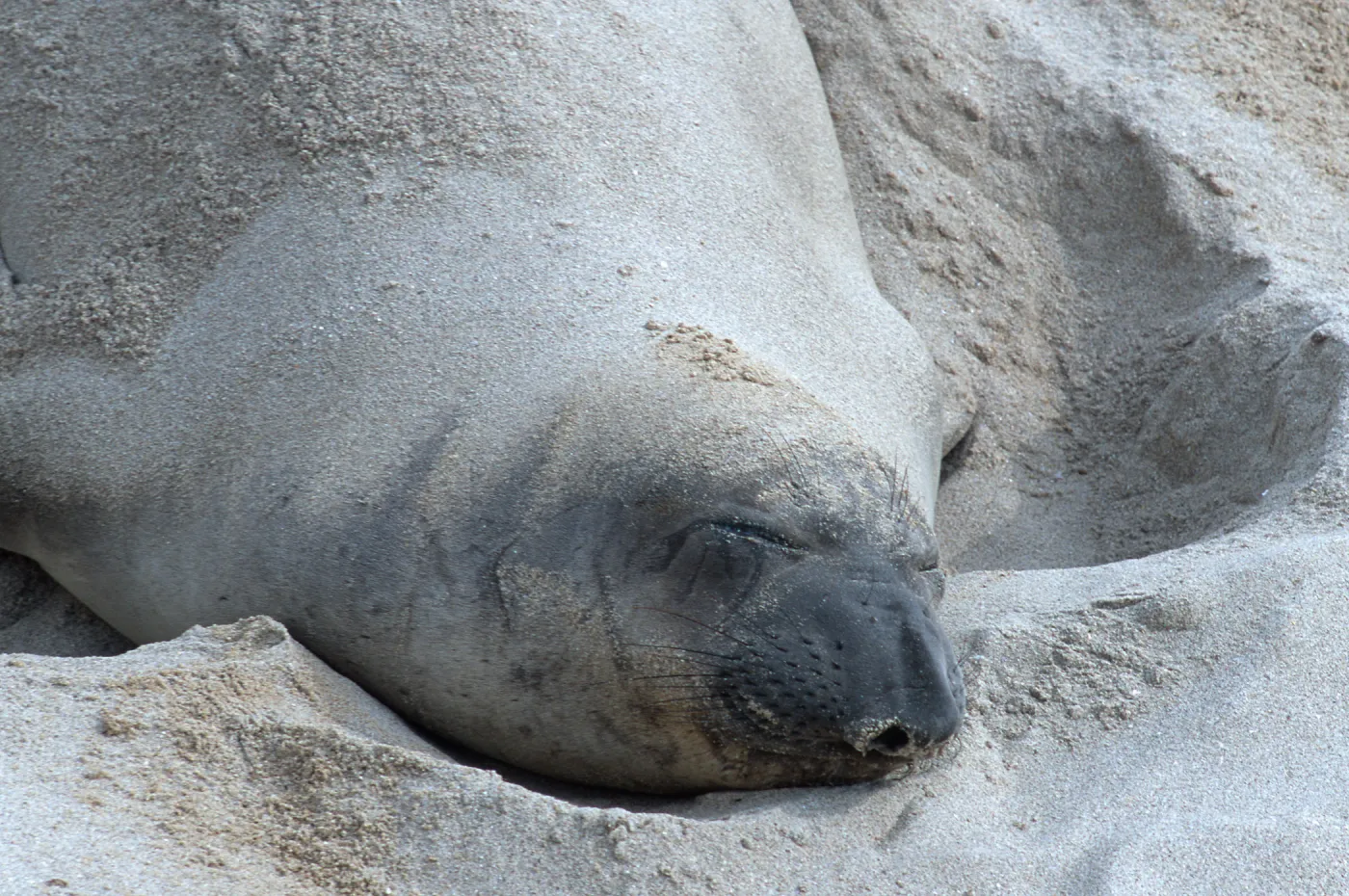 Elephant Seals, beach South of sandspit, San Nicolas Island