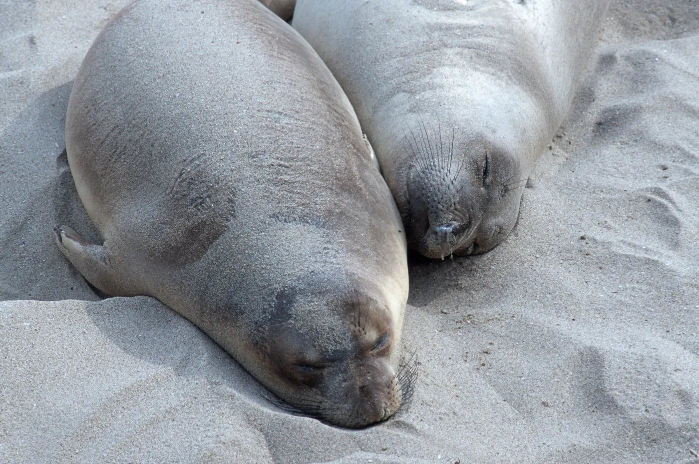 Elephant Seals, beach South of sandspit, San Nicolas Island