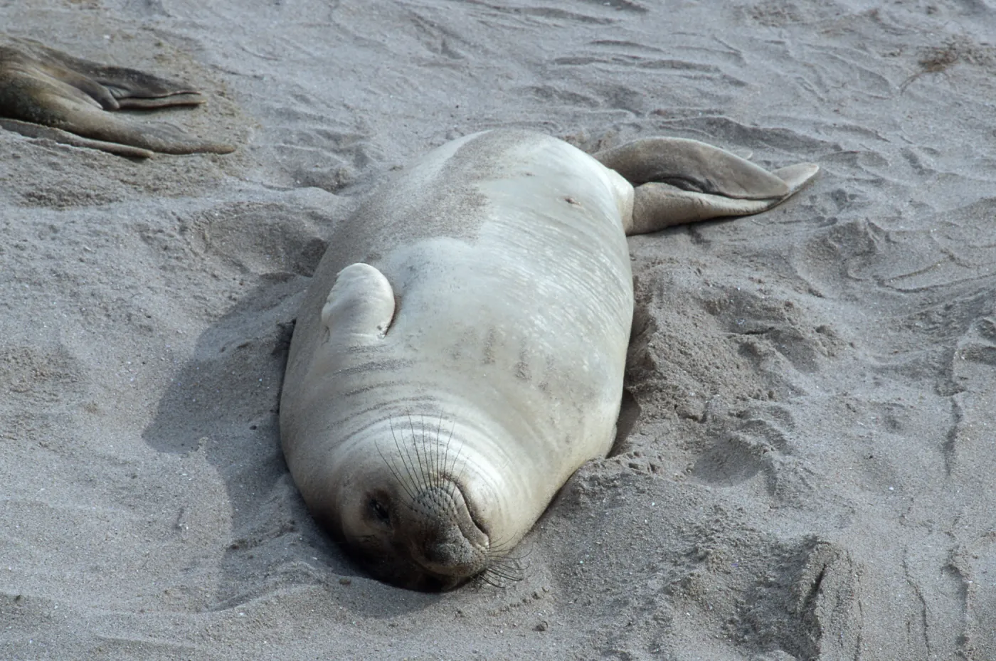Elephant Seals, beach South of sandspit, San Nicolas Island
