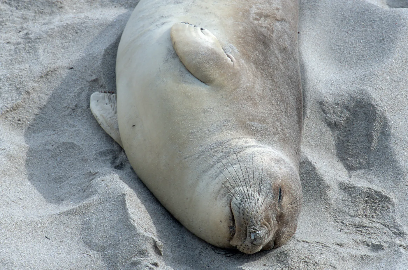 Elephant Seals, beach South of sandspit, San Nicolas Island
