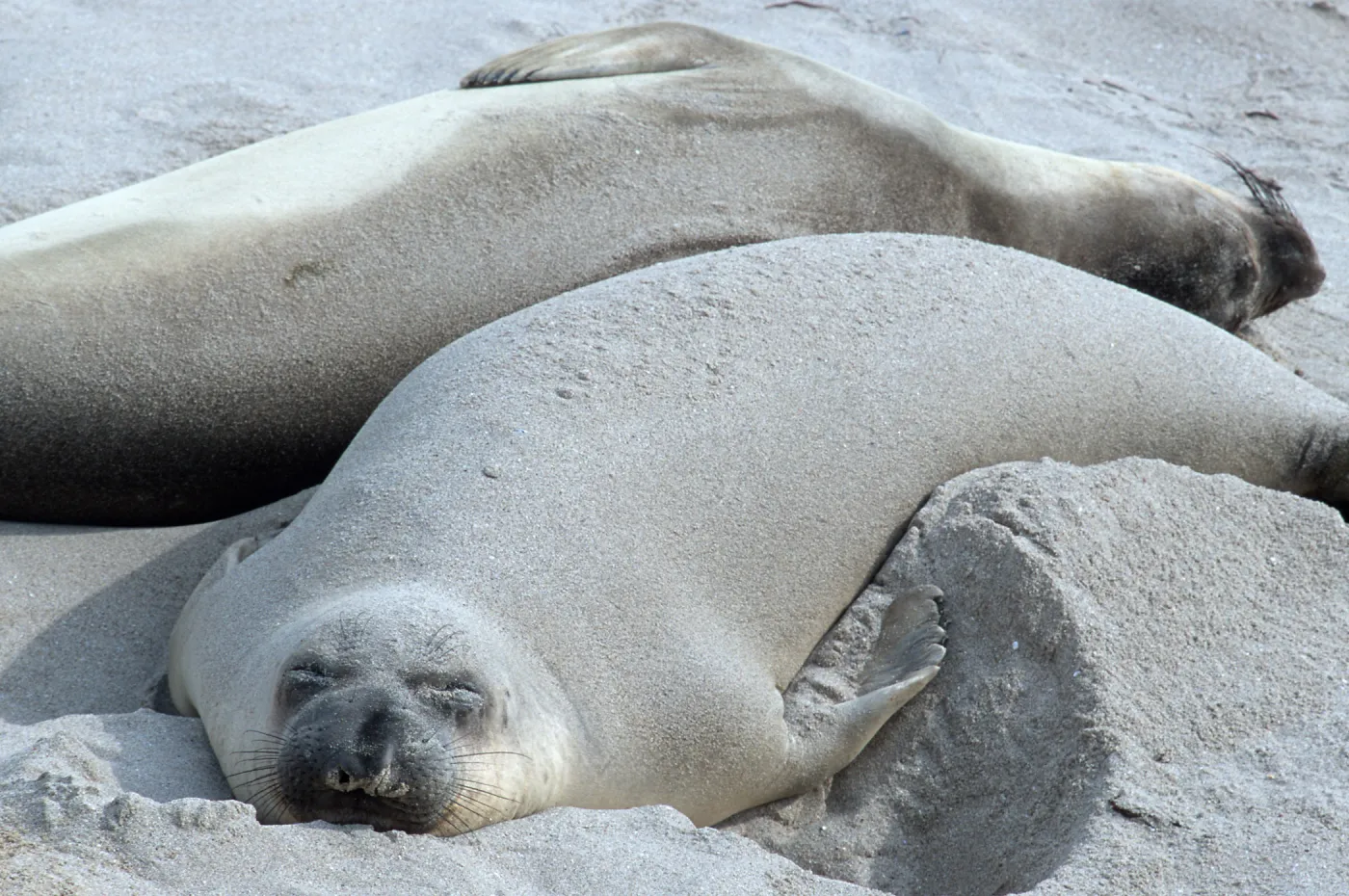 Elephant Seals, beach South of sandspit, San Nicolas Island