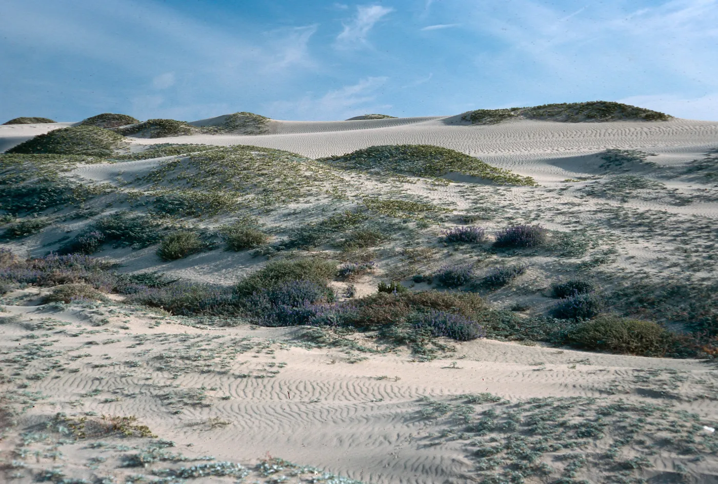 Southwest part of island, San Nicolas Island