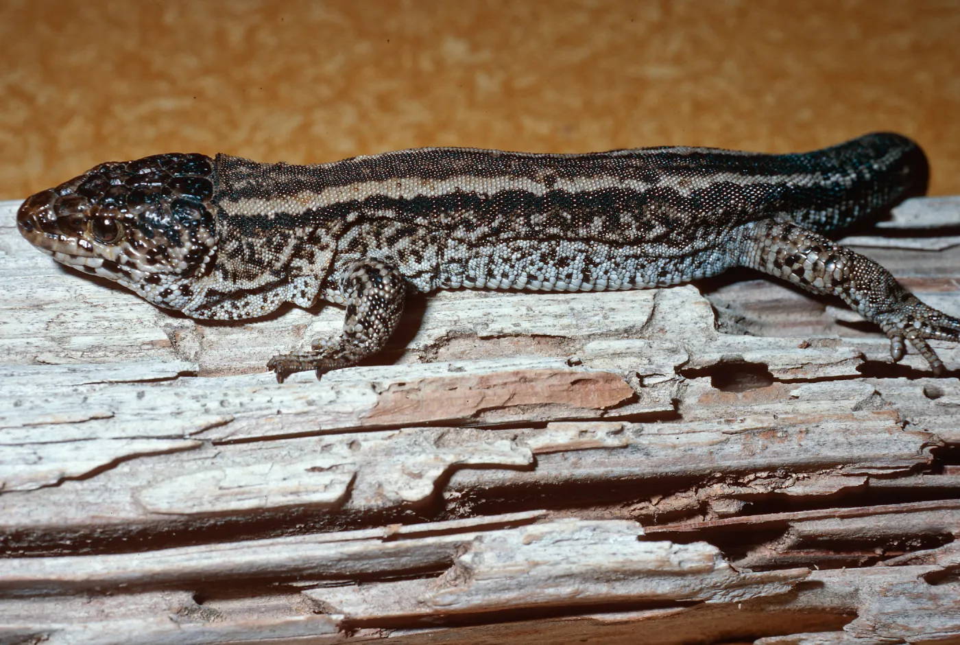 Night Lizard, San Nicolas Island
