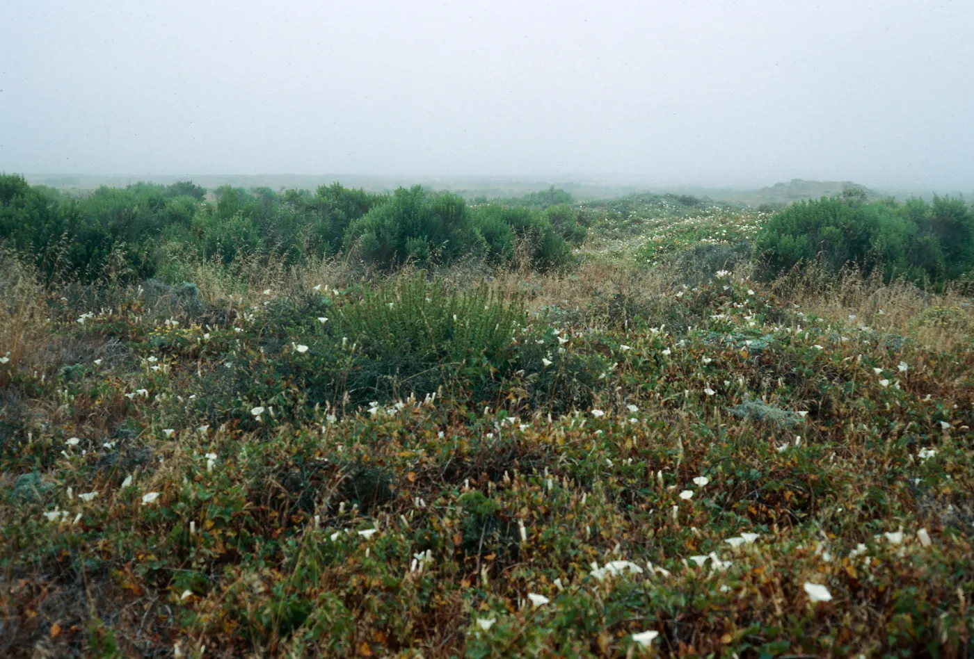 Chrysanthemum coronarium, stabilized dunes @ Building 120, Malacothrix hybrid site, Tufts Road, San Nicolas Island