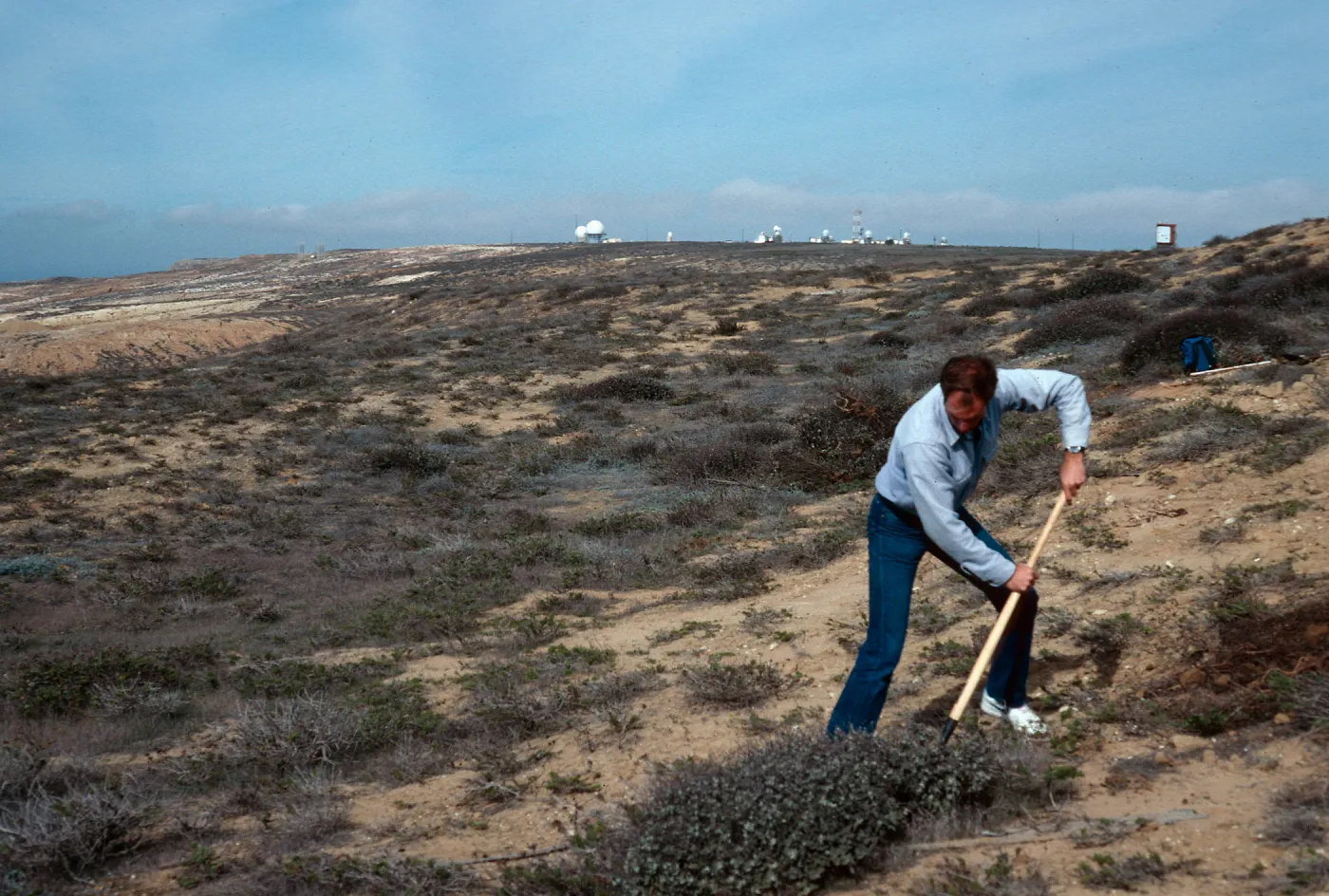 Tom Murphy digging up Eriogonum cinereum (coastal wild buckwheat), below Building 112, San Nicolas Island