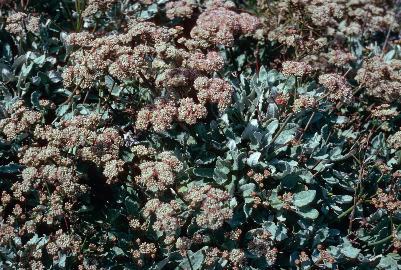 Eriogonum grande timorum, West of Corral Harbor, San Nicolas Island