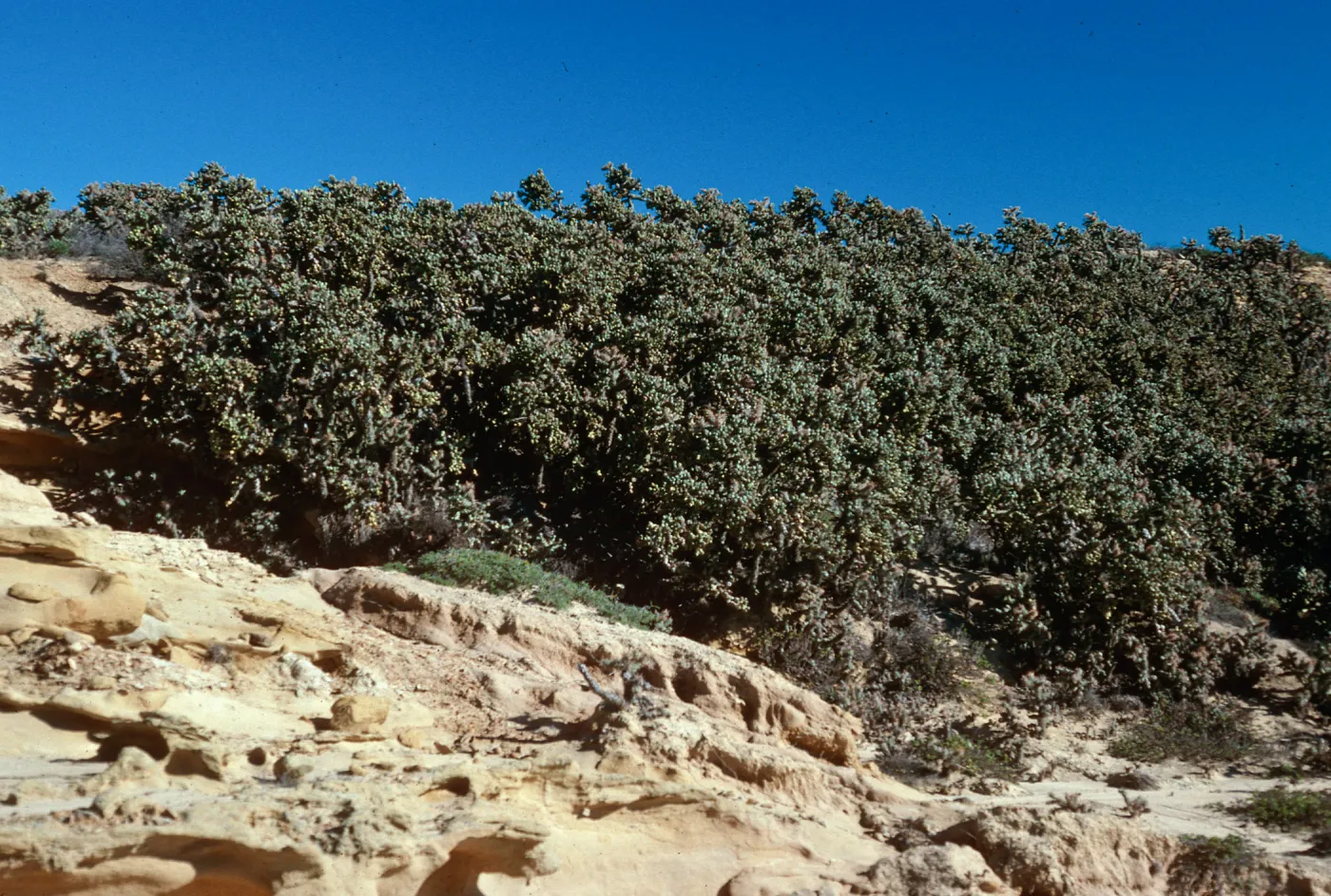 Opuntia prolifera, top of offshore bluffs, South of Building 121
