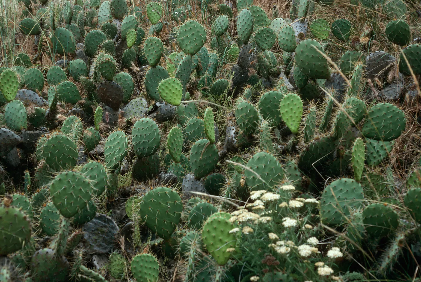 Opuntia oricola, East of Towers Canyon, Souith side, San Nicolas Island
