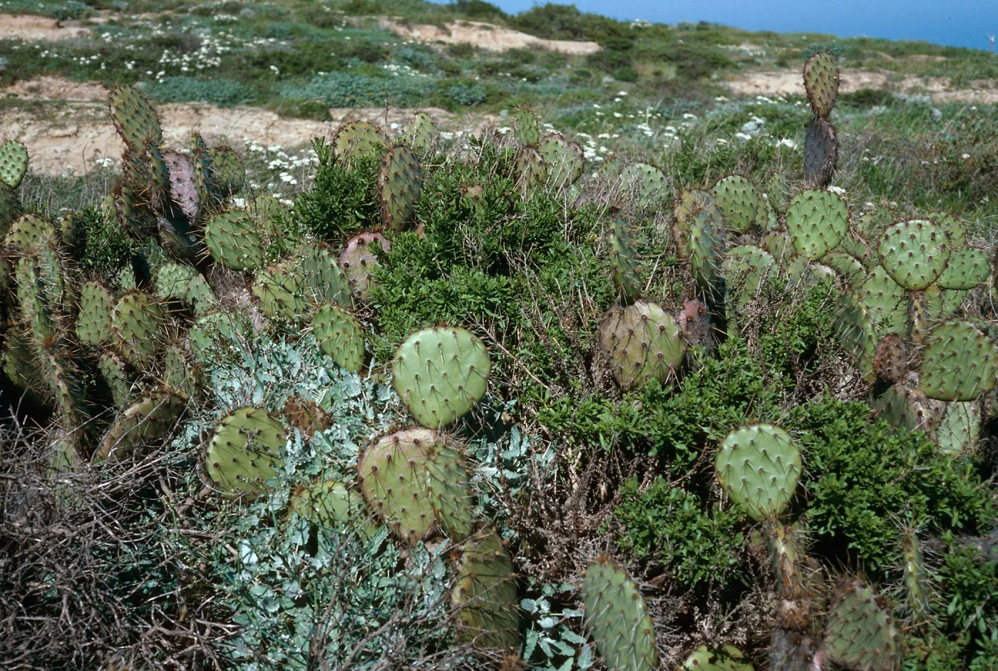 Opuntia oricola patch, East of barge landing, Southeast end, San Nicolas Island