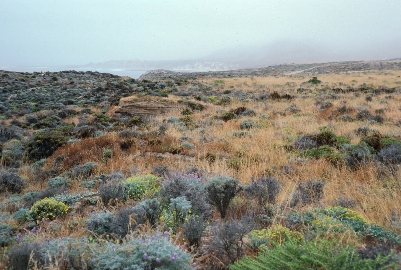 grassland/Lupinus contact, Malacothrix Hybrid site, East of Corral Harbor, San Nicolas Island