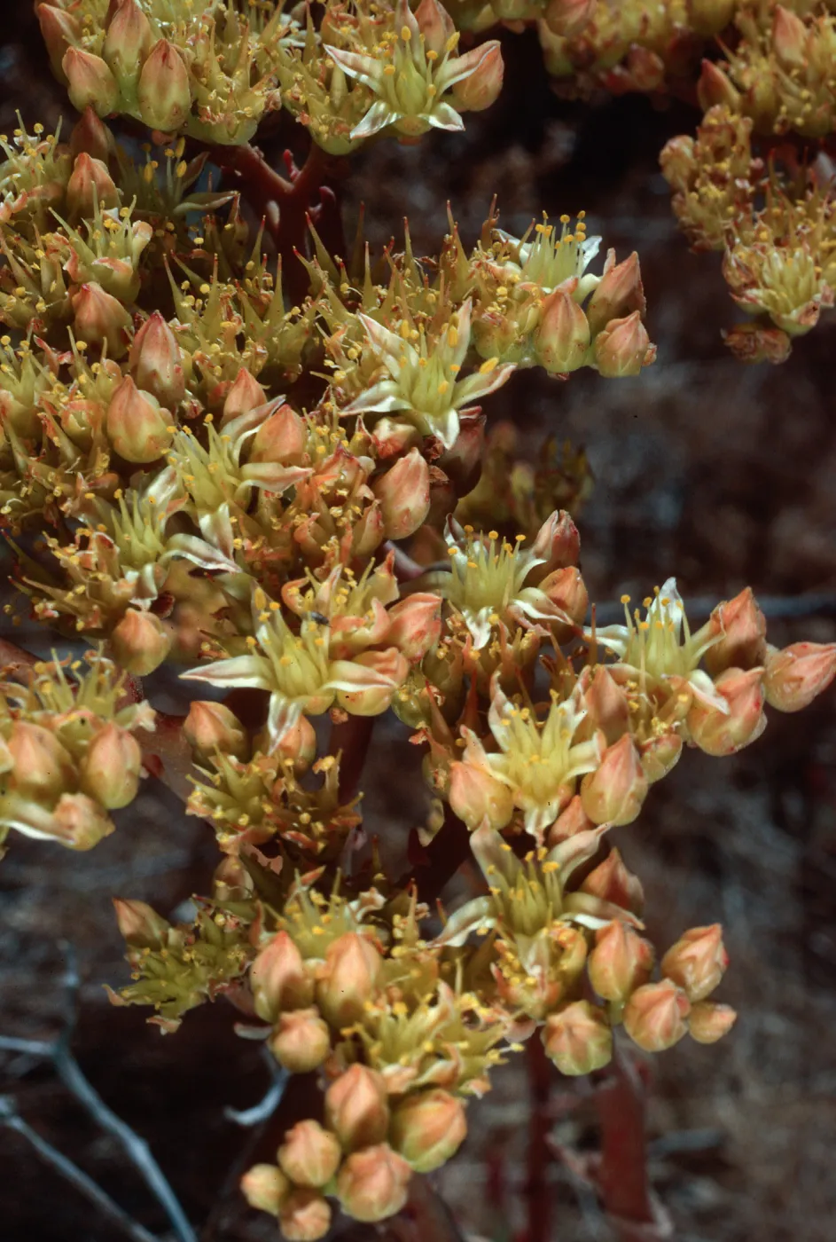 Dudleya (liveforevers), West of NAVFAC, San Nicolas Island