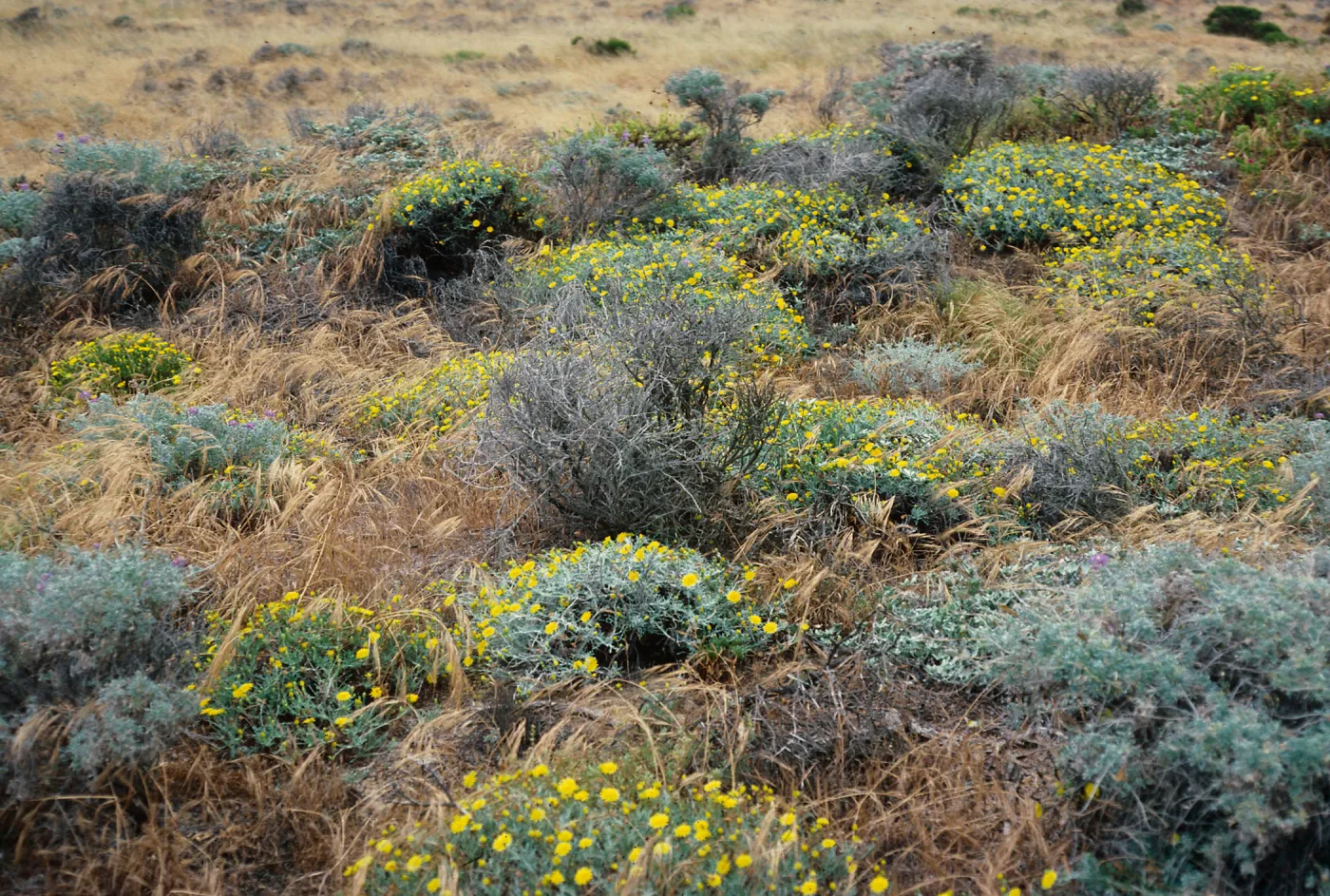Malacothrix at Hybrid site, East of Corral Harbor, San Nicolas Island