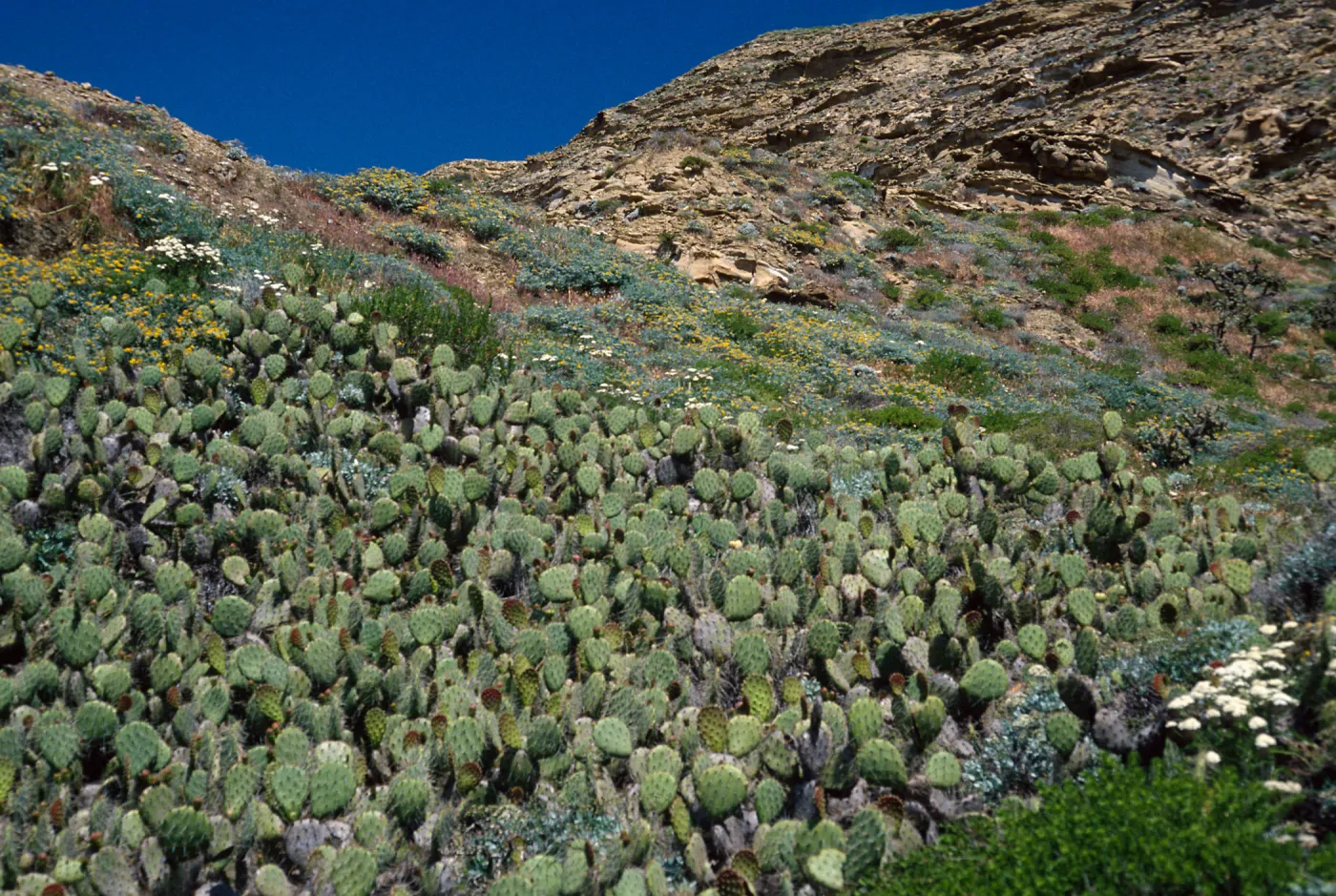 Opuntia oricola, 1st large canyon, West of barge landing at Daytona Beach, San Nicolas Island