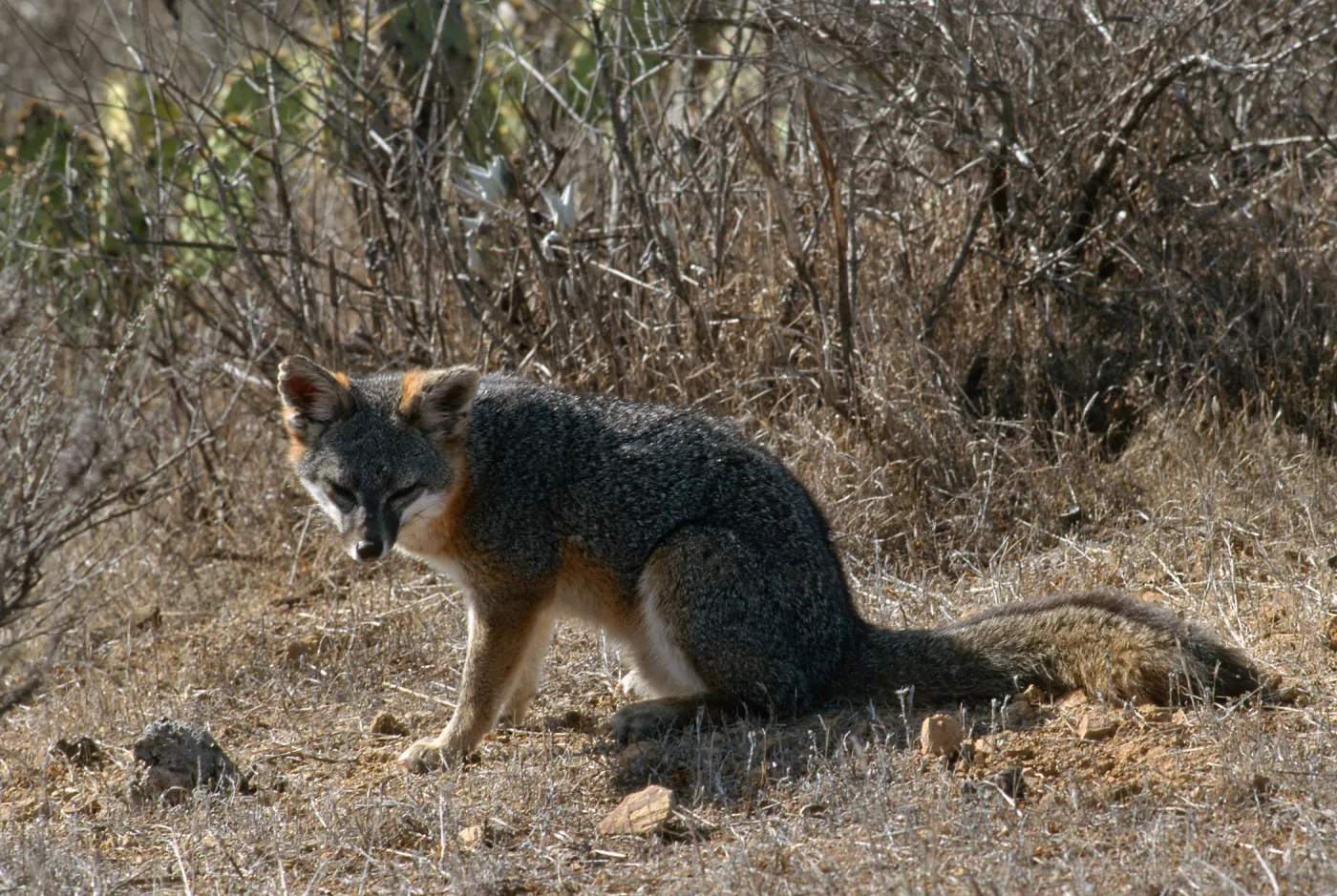 island fox, Kurt Road, Catalina Island