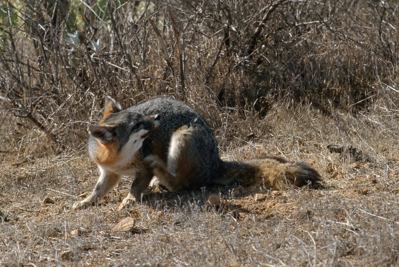 island fox, Kurt Road, Catalina Island