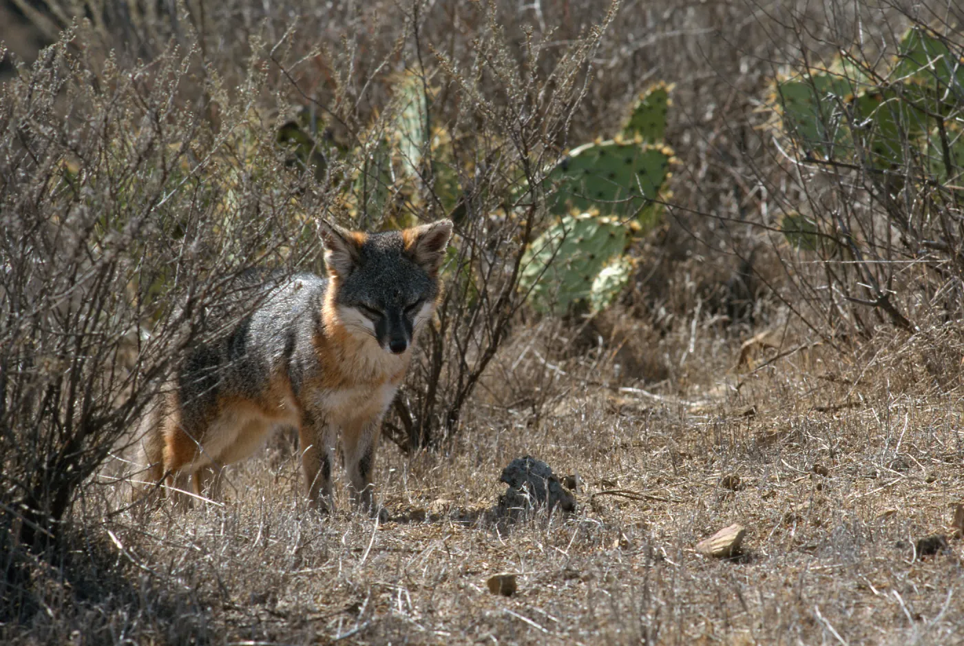 island fox, Kurt Road, Catalina Island