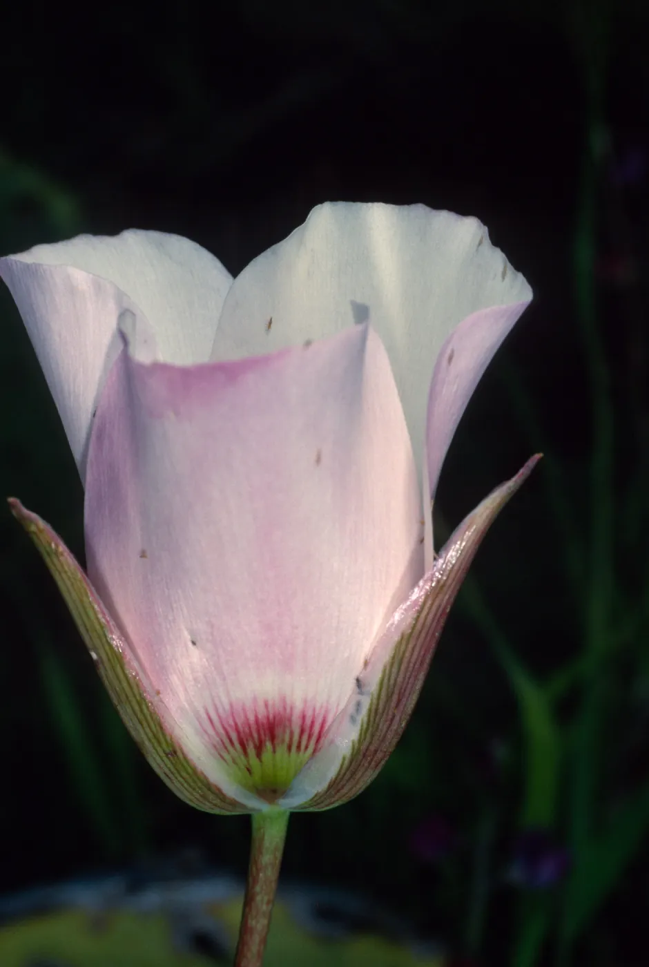 Calochortus catalinae, above Toyon Bay, Santa Catalina Island