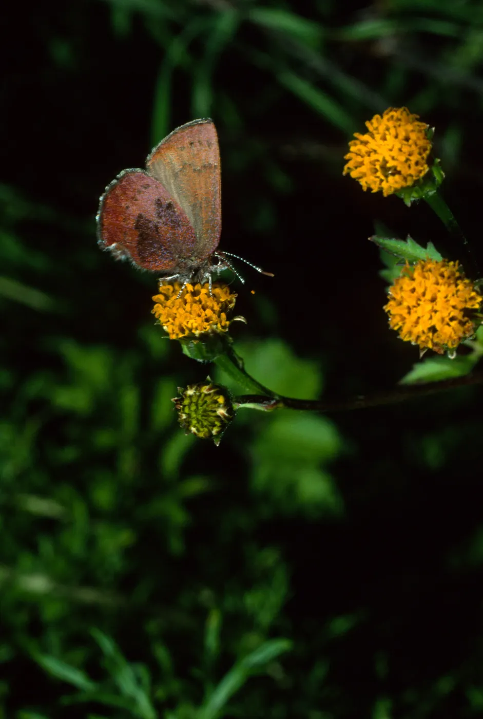 Western Elfin on Bidens pilosa, Tunnel Road, Santa Barbara County