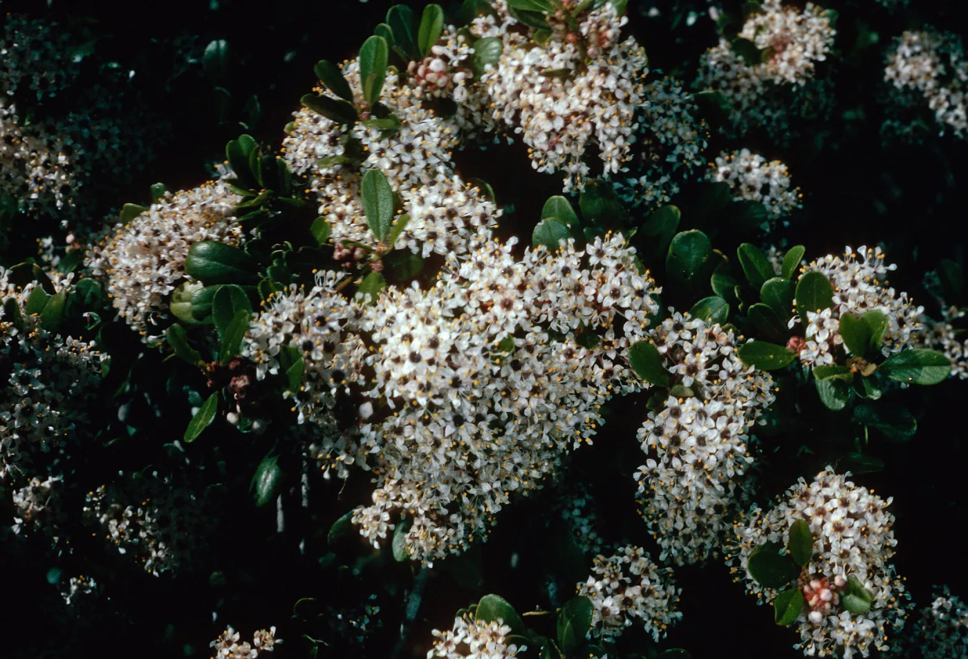 Ceanothus megacarpus, Tunnel Road, Santa Barbara County