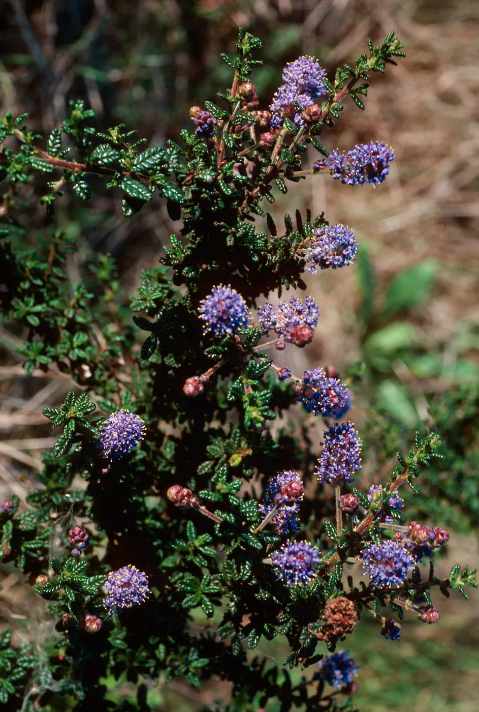 Ceanothus, (California Lilac) 1140 Tunnel Road, Santa Barbara County