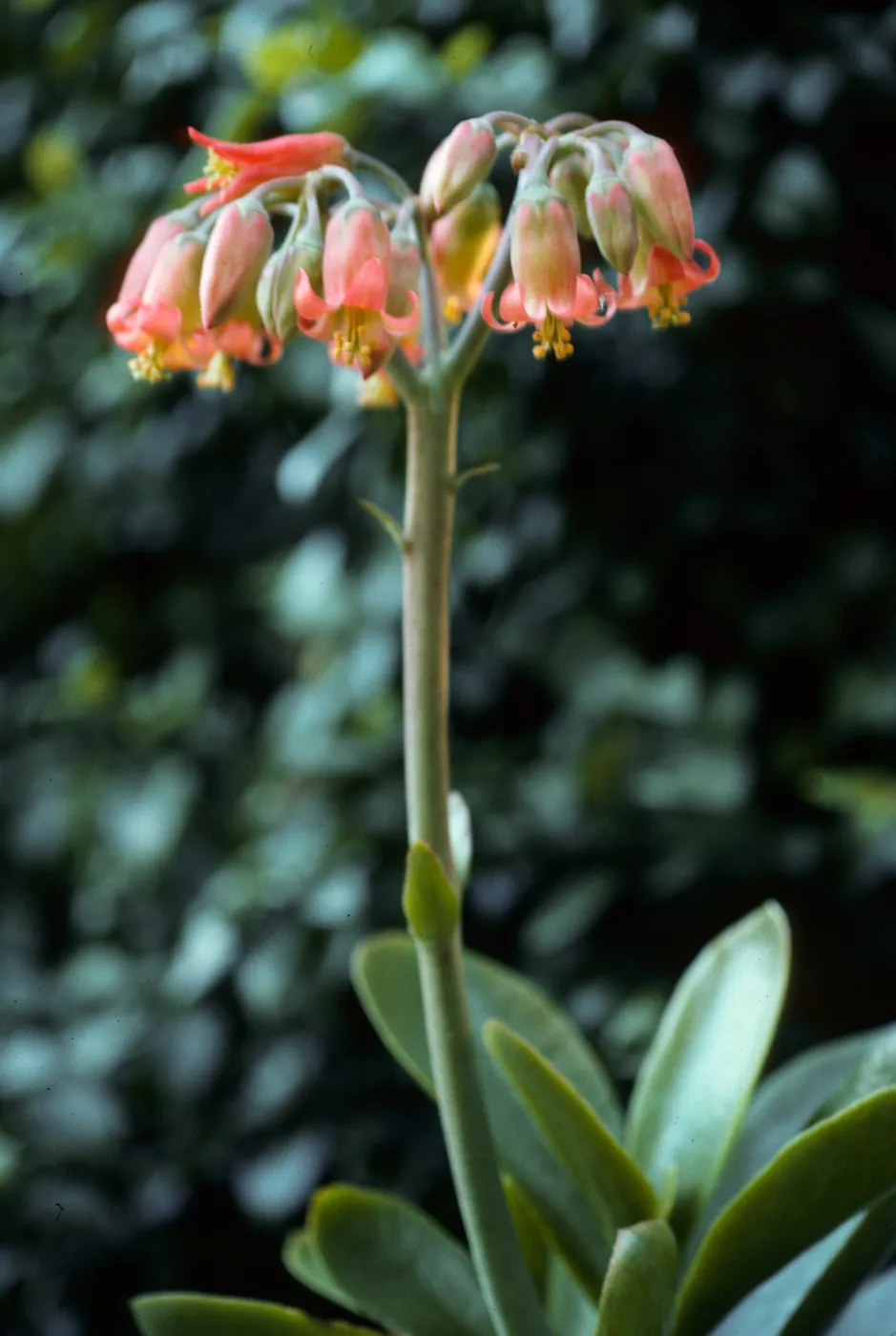 Dudleya (liveforevers), Tunnel Road, Santa Barbara County