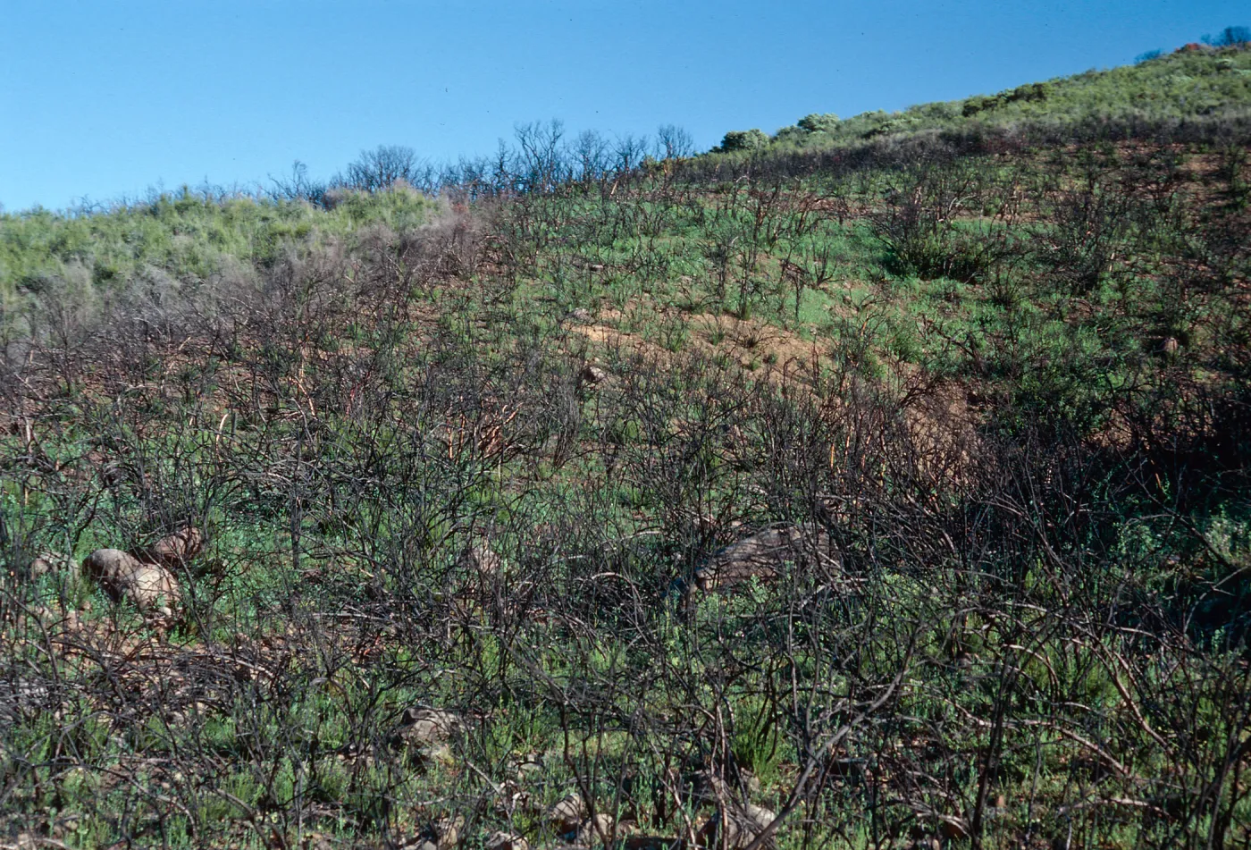 Matilija Canyon burn, Ventura County