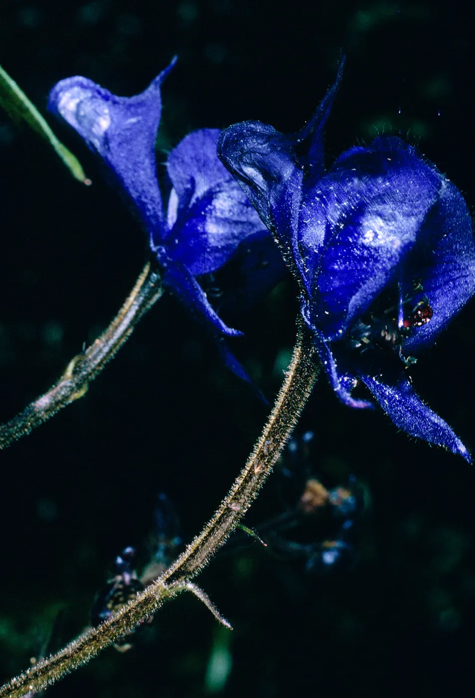 Aconitum, Onion Valley, Inyo County
