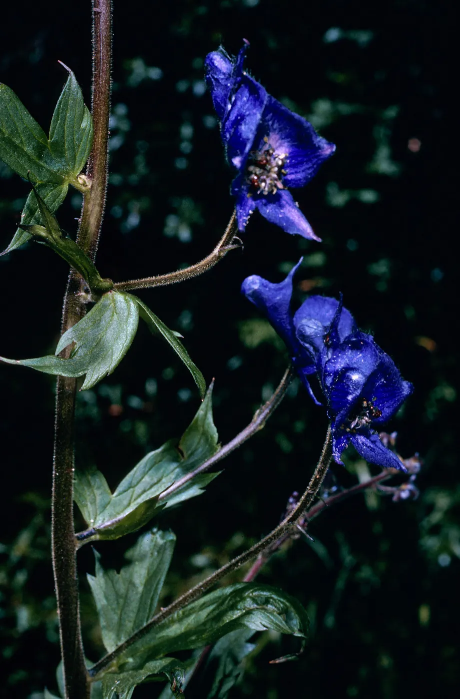 Aconitum, Onion Valley, Inyo County
